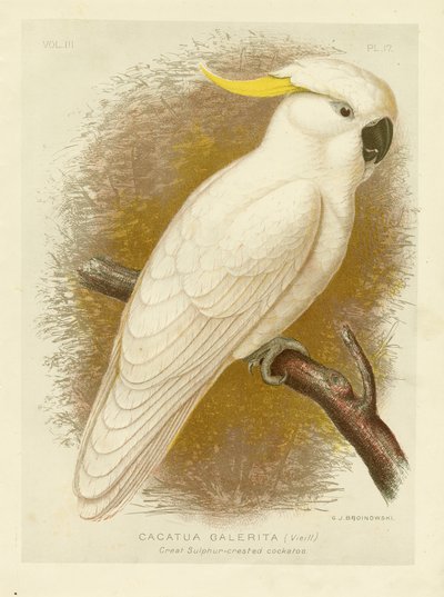 Großer Gelbhaubenkakadu, 1891 von Gracius Broinowski